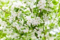 White blooming flowers on apple tree branches close up, fresh green leaves blurred background, beautiful spring cherry blossom Royalty Free Stock Photo