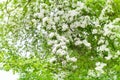 White blooming flowers on apple tree branches close up, fresh green leaves blurred background, beautiful spring cherry blossom Royalty Free Stock Photo