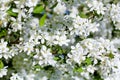White blooming flowers apple tree branches fresh green leaves blurred bokeh background closeup, beautiful spring cherry blossom Royalty Free Stock Photo