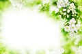 White blooming flowers on apple tree branches, green leaves blurred background, beautiful spring cherry blossom border, sakura