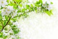 White blooming flowers on apple tree branches, green leaves blurred background, beautiful spring cherry blossom border, sakura
