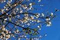 White blossom on blue sky Royalty Free Stock Photo