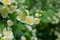 White blooming flowers on a branch with green leaves in drops of water on a jasmine bush Royalty Free Stock Photo