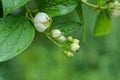 White blooming flowers on a branch with green leaves in drops of water on a jasmine bush Royalty Free Stock Photo