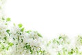 White blooming flowers close up soft focus, apple tree branches, green leaves, white background, beautiful spring cherry blossom Royalty Free Stock Photo