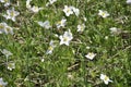 White blooming flowers in the field