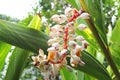 White flowers healthy ginger plants, alternative medicine