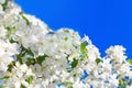 White blooming flowers green leaves apple tree branch blue sky background closeup, beautiful sakura cherry blossom, spring orchard Royalty Free Stock Photo