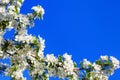 White blooming flowers green leaves apple tree branch blue sky background closeup, beautiful sakura cherry blossom, spring orchard Royalty Free Stock Photo