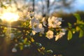 White blooming flowers on tree branch close up in sun light in the evening as spring floral natural background