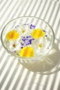 White blooming flowers, yellow dandelions and purple seeds in a glass bowl on a white sunny table Royalty Free Stock Photo