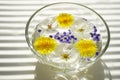 White blooming flowers, yellow dandelions and purple seeds in a glass bowl with water on a white sunny table Royalty Free Stock Photo