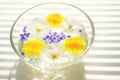 White blooming flowers, yellow dandelions and purple seeds in a glass bowl with water on a white sunny table Royalty Free Stock Photo