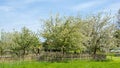 white blooming friut trees in the meadow Royalty Free Stock Photo
