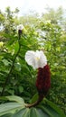 White blooming ginger flower