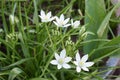 white blooming grass lily with a tiny insect inside Royalty Free Stock Photo