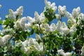 White blooming lilac