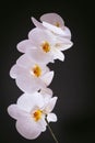 White blooming orchid on black background Royalty Free Stock Photo