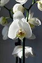 White blooming orchid flower on dark gray background close-up. Royalty Free Stock Photo