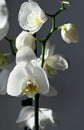 White blooming orchid flower on dark gray background close-up. Royalty Free Stock Photo