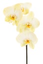 White blooming orchid flowers