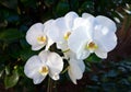 White blooming orchid in home green garden