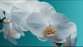White blooming orchid on the teal background and Royalty Free Stock Photo