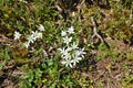 White blooming Ornithogalum divergens