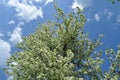 White blooming pear tree