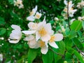 White blooming Philadelphus coronarius flowers