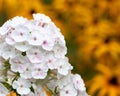 white blooming Phlox paniculata is a perennial herb, species of the genus Phlox Royalty Free Stock Photo