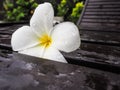 White blooming Plumeria or franginpani flower covered with water