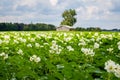 Blooming potato field Royalty Free Stock Photo