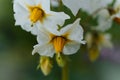 White blooming potato flowers, blurred against the background of the garden, close-up, grown in natural conditions Royalty Free Stock Photo