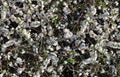 White blooming Prunus spinosa