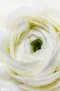 White Blooming Ranunculus flower with green stamen and dew water drops. Close up front view vertical wallpaper