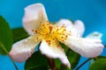 Blooming rose hip symbolise love, beauty, purity and marriage. Close-up wallpaper Royalty Free Stock Photo