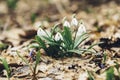 White blooming snowdrop folded or Galanthus plicatus with water drops in the forest background. Sunny spring day, dolly shot,