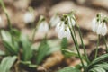 White blooming snowdrop folded or Galanthus plicatus with water drops in the forest background. Sunny spring day, dolly shot,