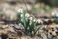 White blooming snowdrop folded or Galanthus plicatus with water drops in the forest background. Sunny spring day, dolly shot,