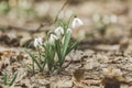 White blooming snowdrop folded or Galanthus plicatus with water drops in the forest background. Sunny spring day, dolly shot,