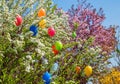 White blooming spiraea bush with colorful easter eggs, blurry cherry tree and blue sky