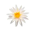 White lotus flower isolated on white background