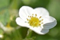 White blooming strawberry flowers in the garden in the afternoon Royalty Free Stock Photo