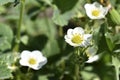 White blooming strawberry flowers in the garden in the afternoon Royalty Free Stock Photo