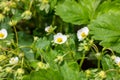 White blooming strawberry flowers on green leaves background in the garden.
