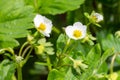 White blooming strawberry flowers on green leaves background in the garden.