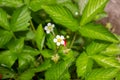 White blooming strawberry flowers on green leaves background in the garden.