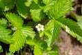 White blooming strawberry flowers on green leaves background in the garden.