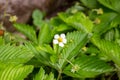 White blooming strawberry flowers on green leaves background in the garden.